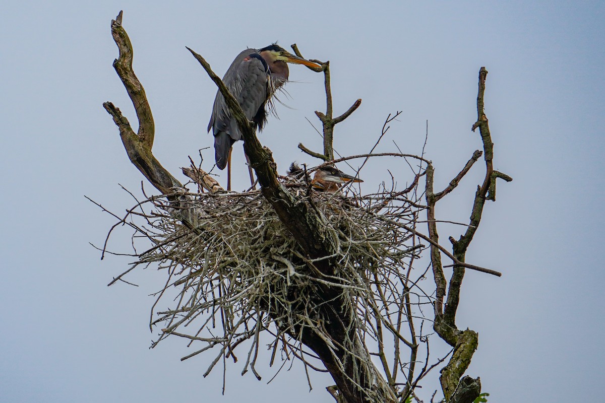 Great Blue Heron - ML619642862