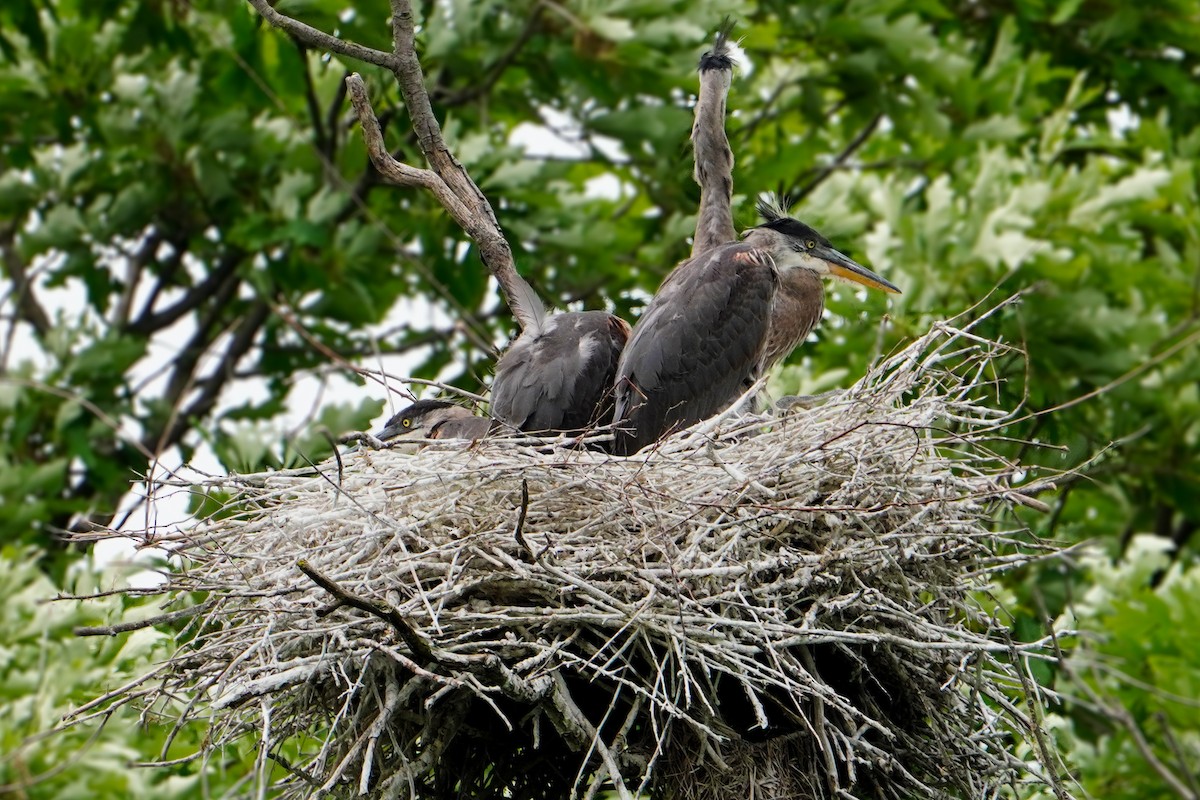 Great Blue Heron - ML619642863