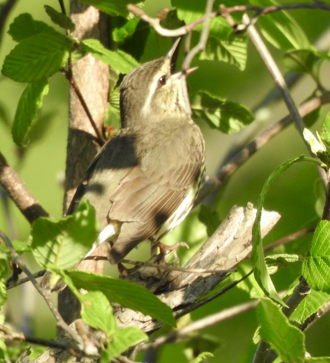 Northern Waterthrush - Michel Brossard