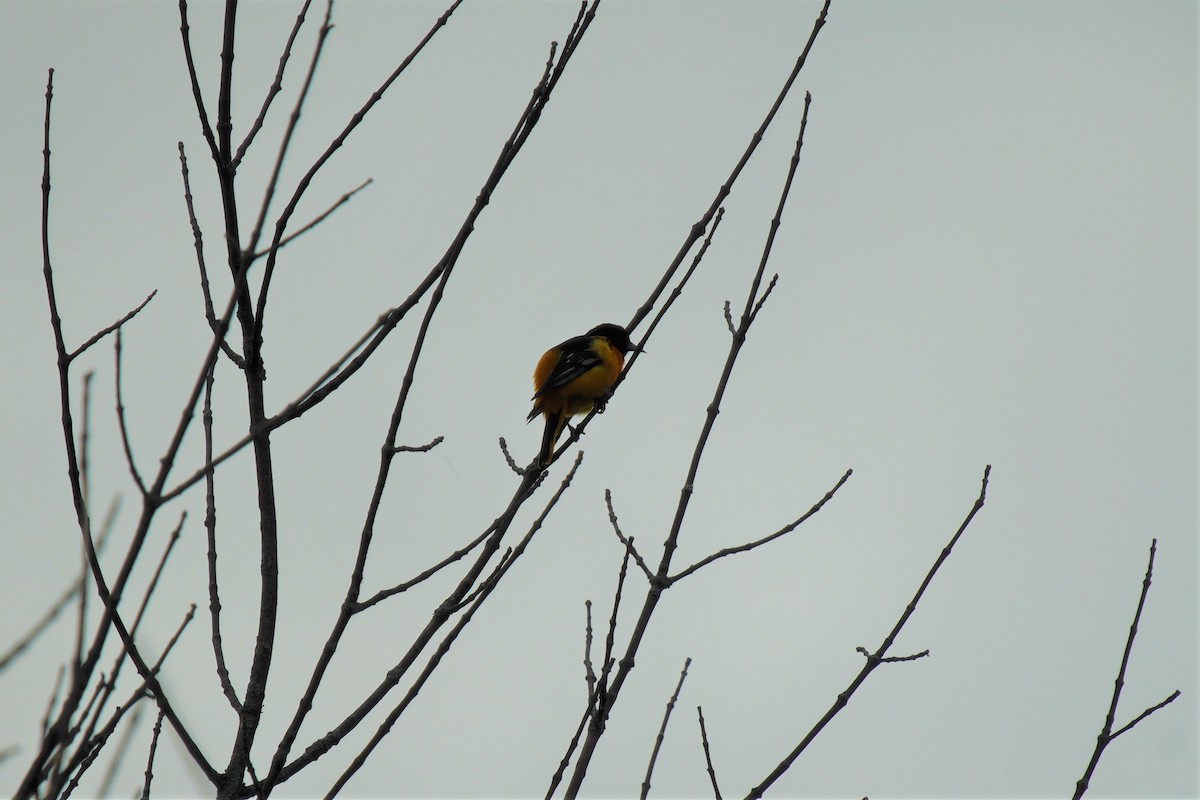 Baltimore Oriole - Ian Langlois Vaillancourt