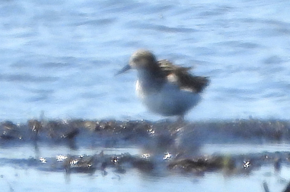 shorebird sp. - Bonnie Heinecke