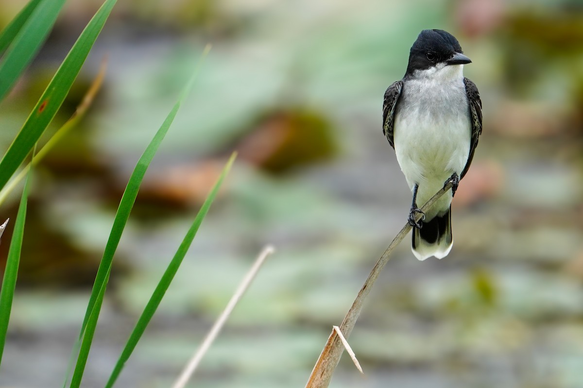 Eastern Kingbird - Elena C