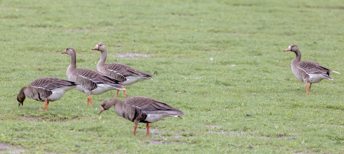 Greater White-fronted Goose - ML619642883