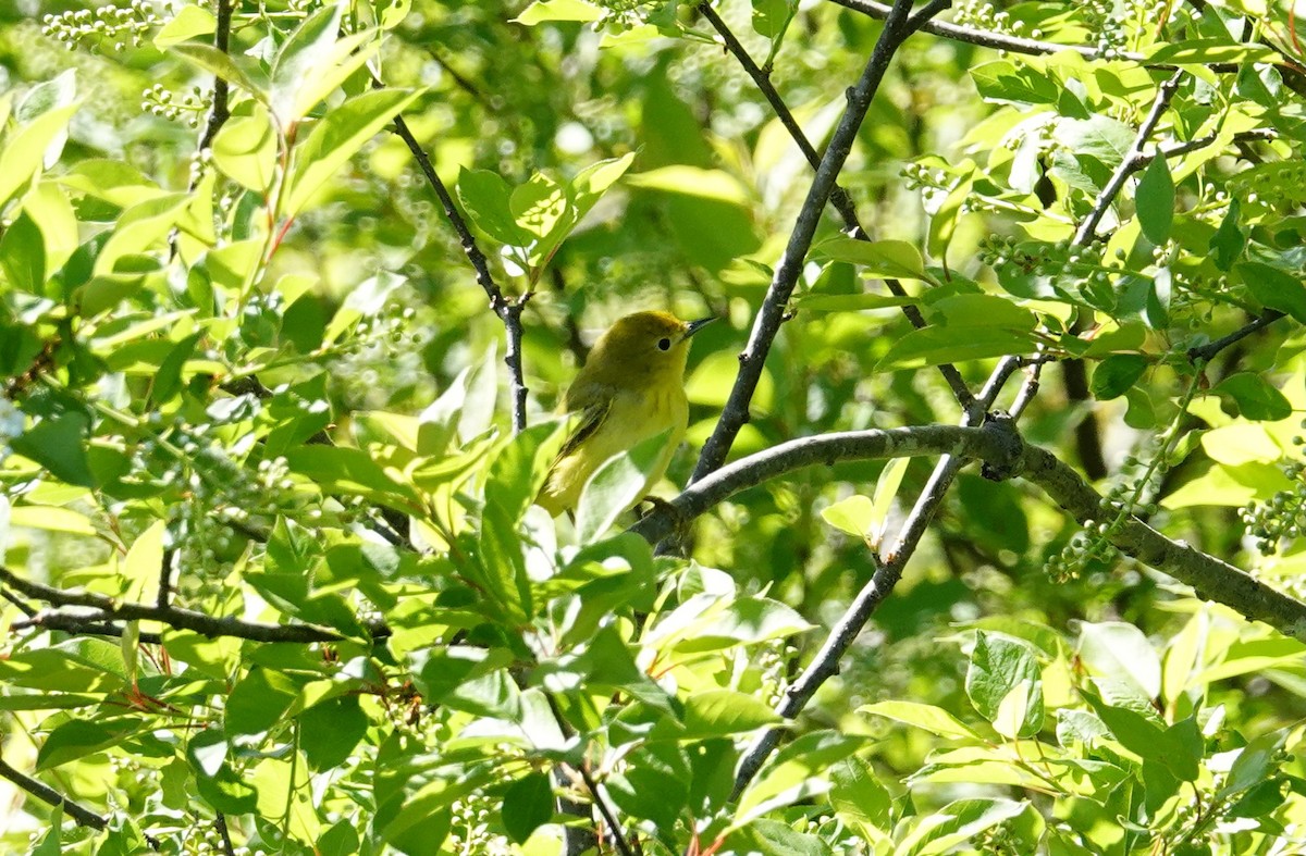 Yellow Warbler - Sophie Bérubé