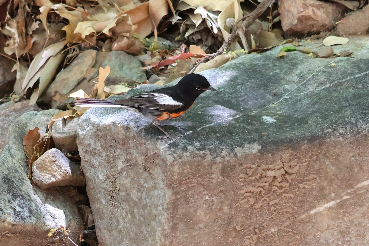 Painted Redstart - Tricia Vesely