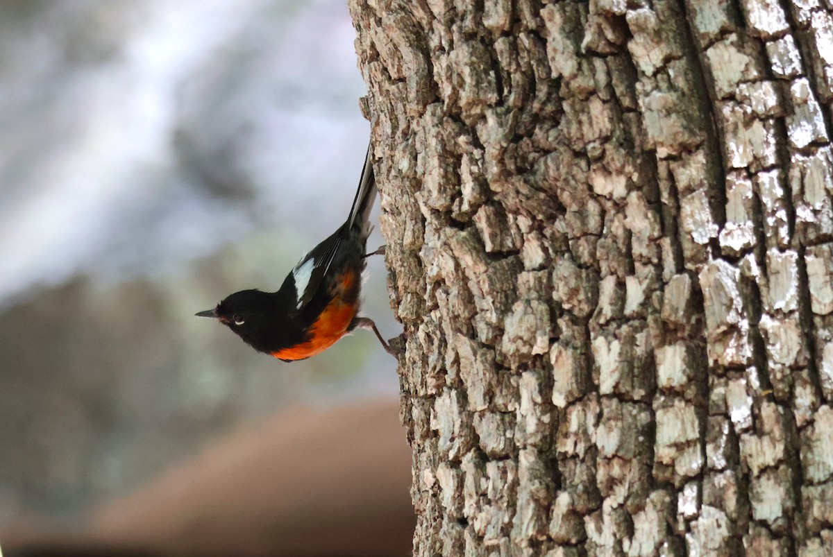Painted Redstart - Tricia Vesely