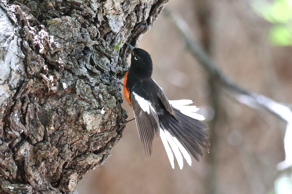 Painted Redstart - Tricia Vesely