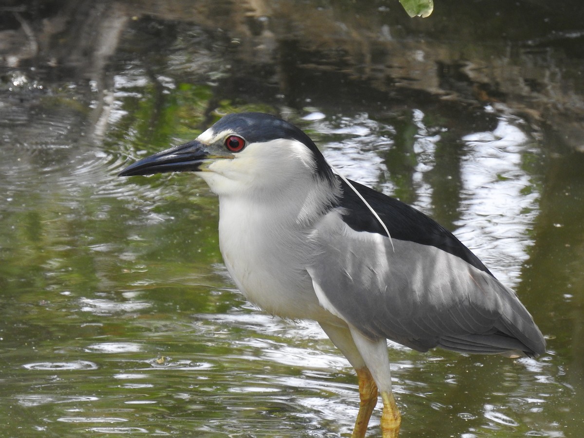 Black-crowned Night Heron - Coral Avilés Santiago