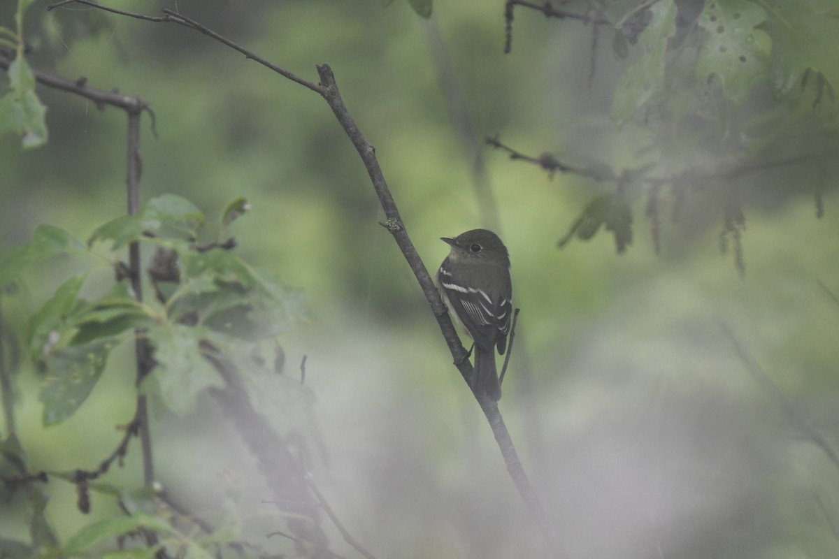 Least Flycatcher - Kazumi Ohira