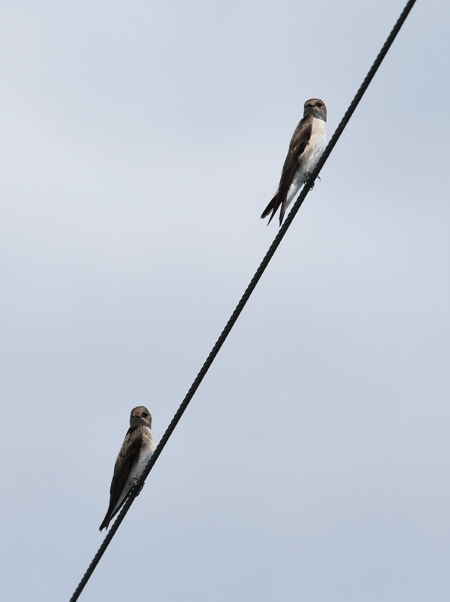 Northern Rough-winged Swallow - Giovanni   Pari