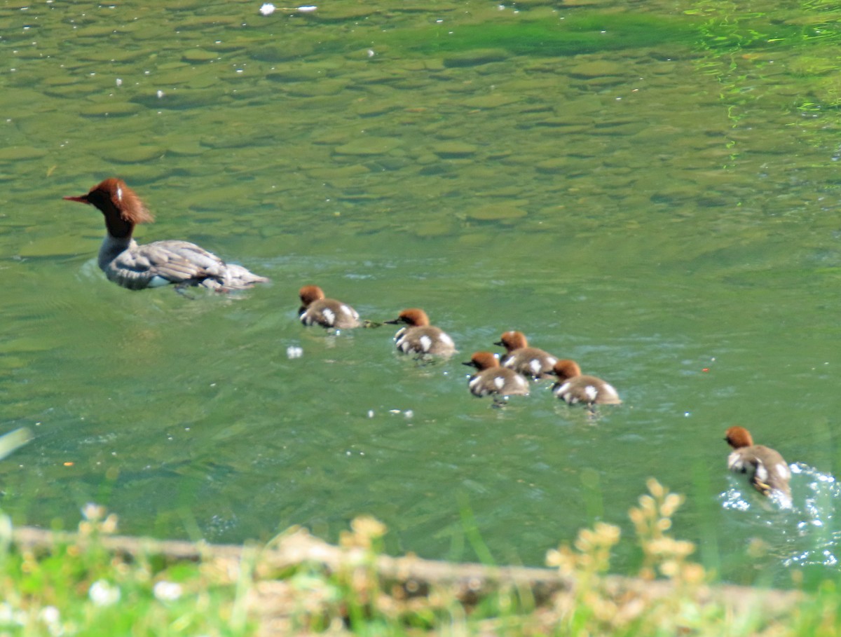 Common Merganser - Jim Scott