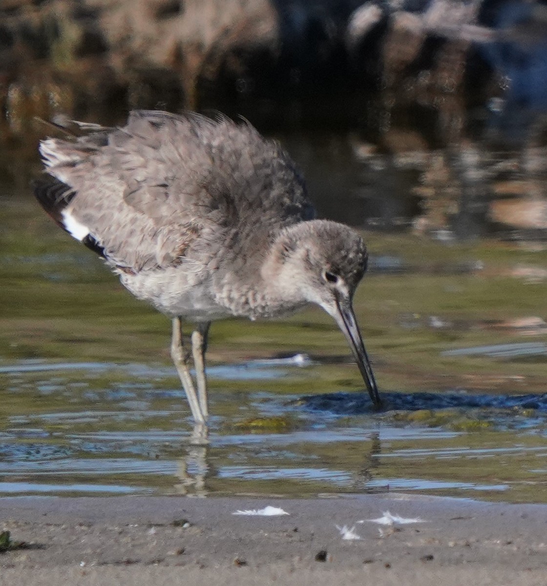 Willet - Richard Block