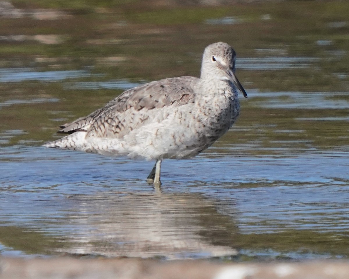 Willet - Richard Block