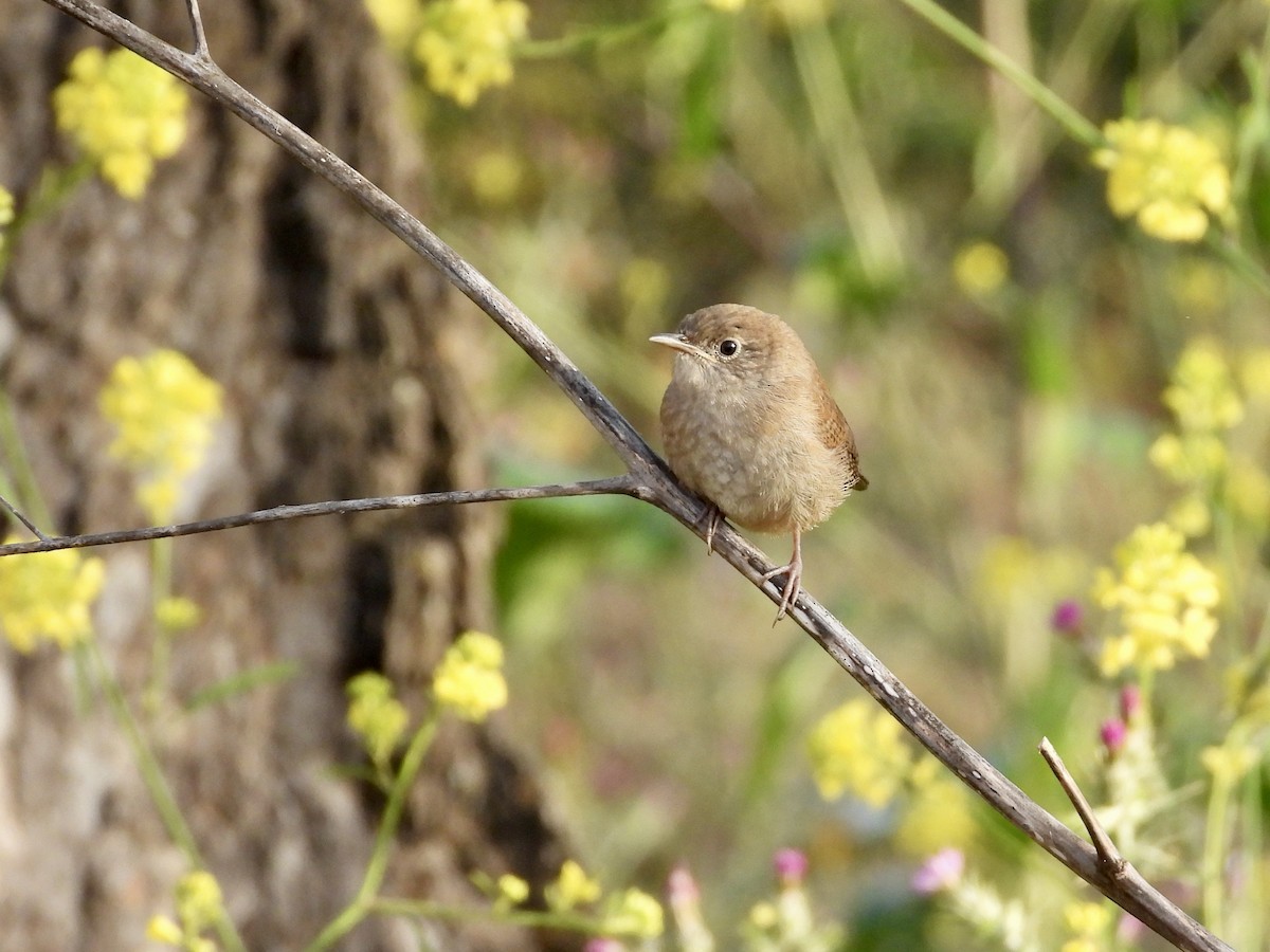 House Wren - Christine Hogue