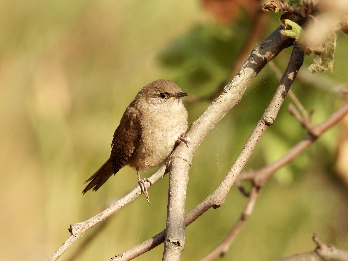 House Wren - Christine Hogue