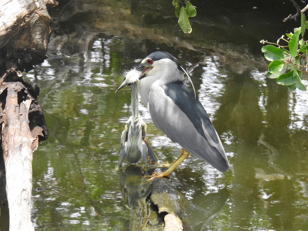 Black-crowned Night Heron - Coral Avilés Santiago