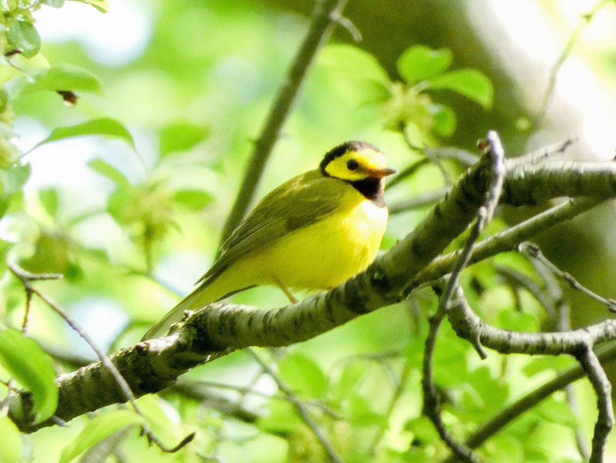 Hooded Warbler - Larry Morin