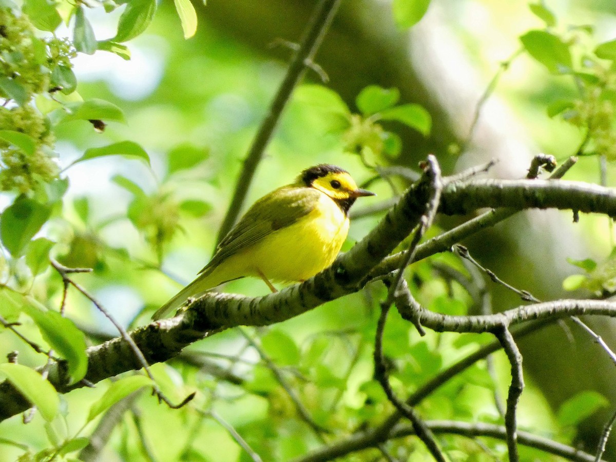 Hooded Warbler - Larry Morin