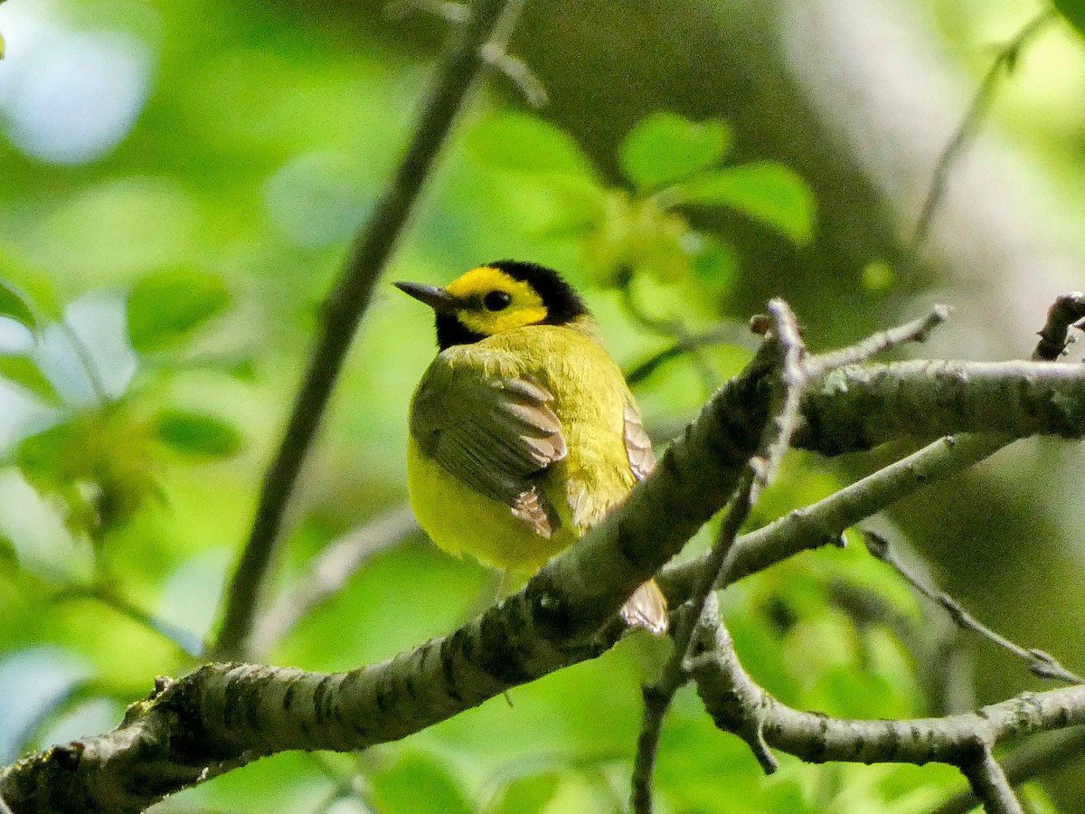 Hooded Warbler - Larry Morin