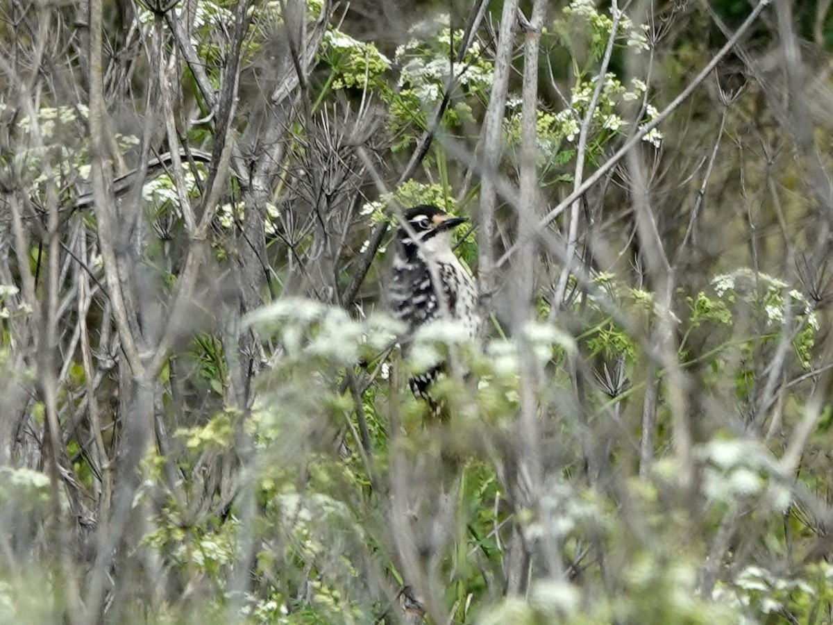 Nuttall's Woodpecker - Norman Uyeda