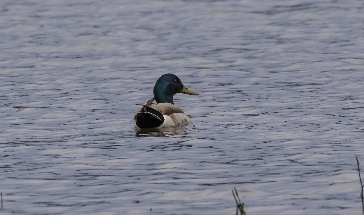 Mallard - Iris Kilpatrick