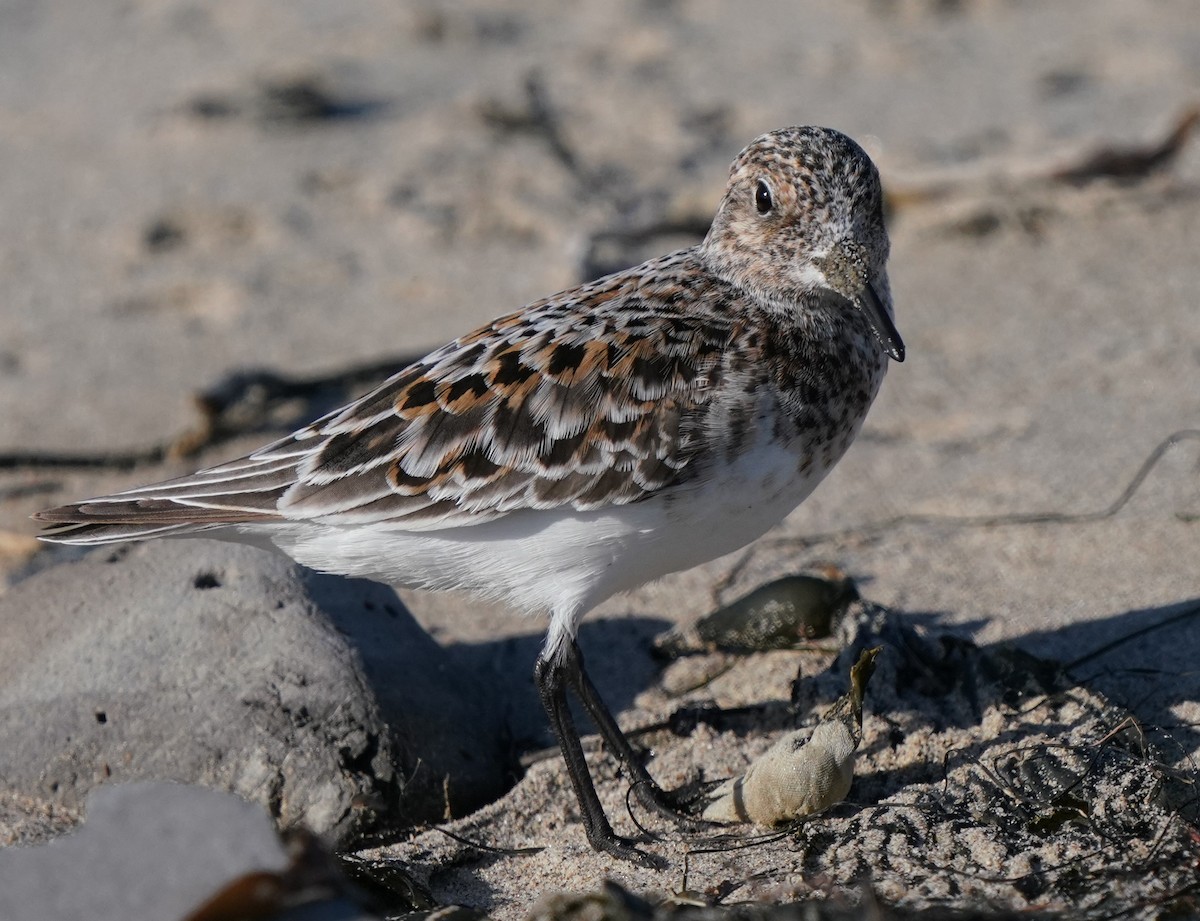 Sanderling - Richard Block