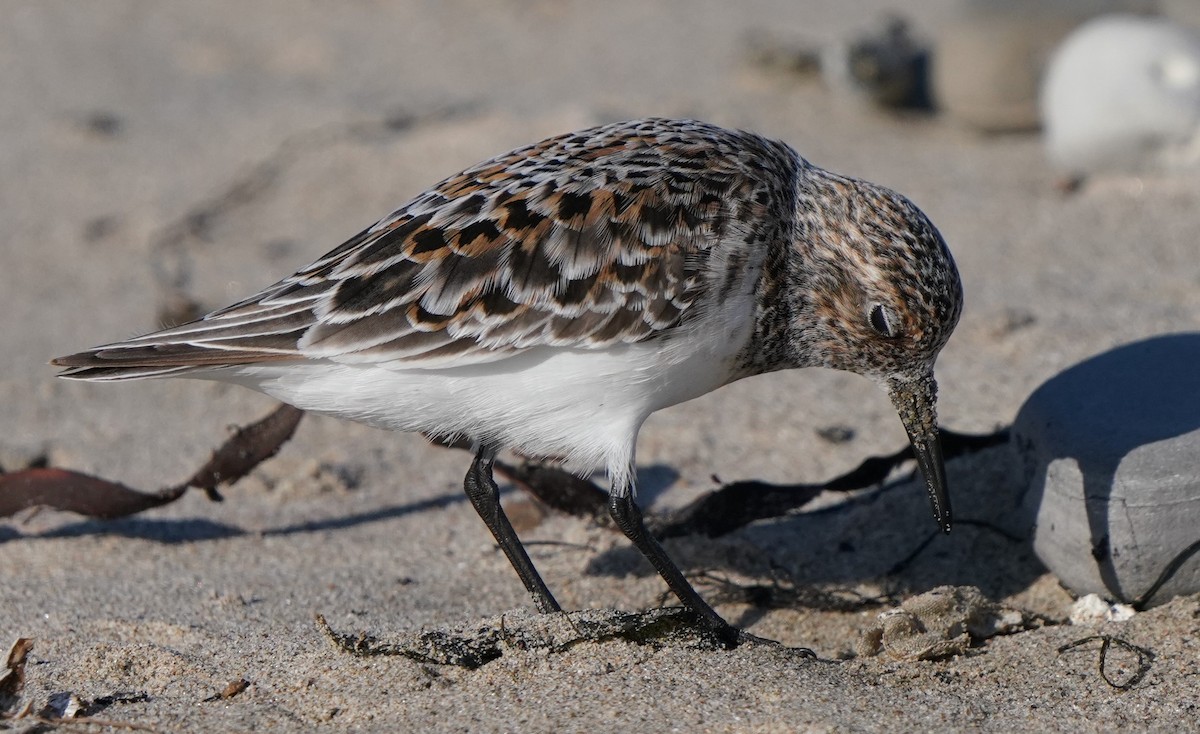 Sanderling - Richard Block