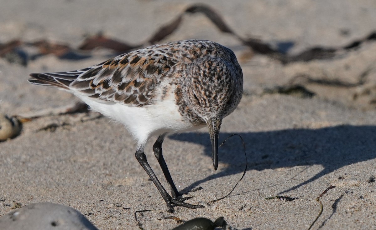 Sanderling - Richard Block