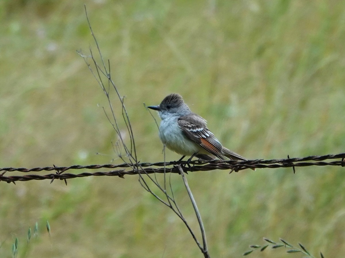 Ash-throated Flycatcher - Norman Uyeda