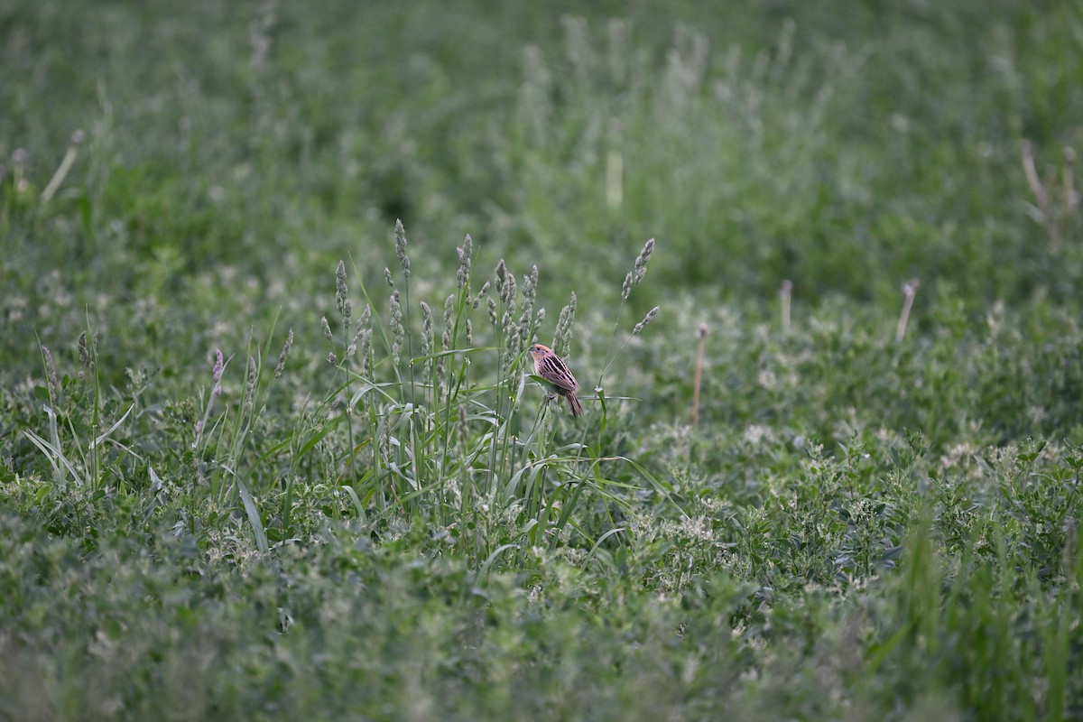 LeConte's Sparrow - Andrew Longtin