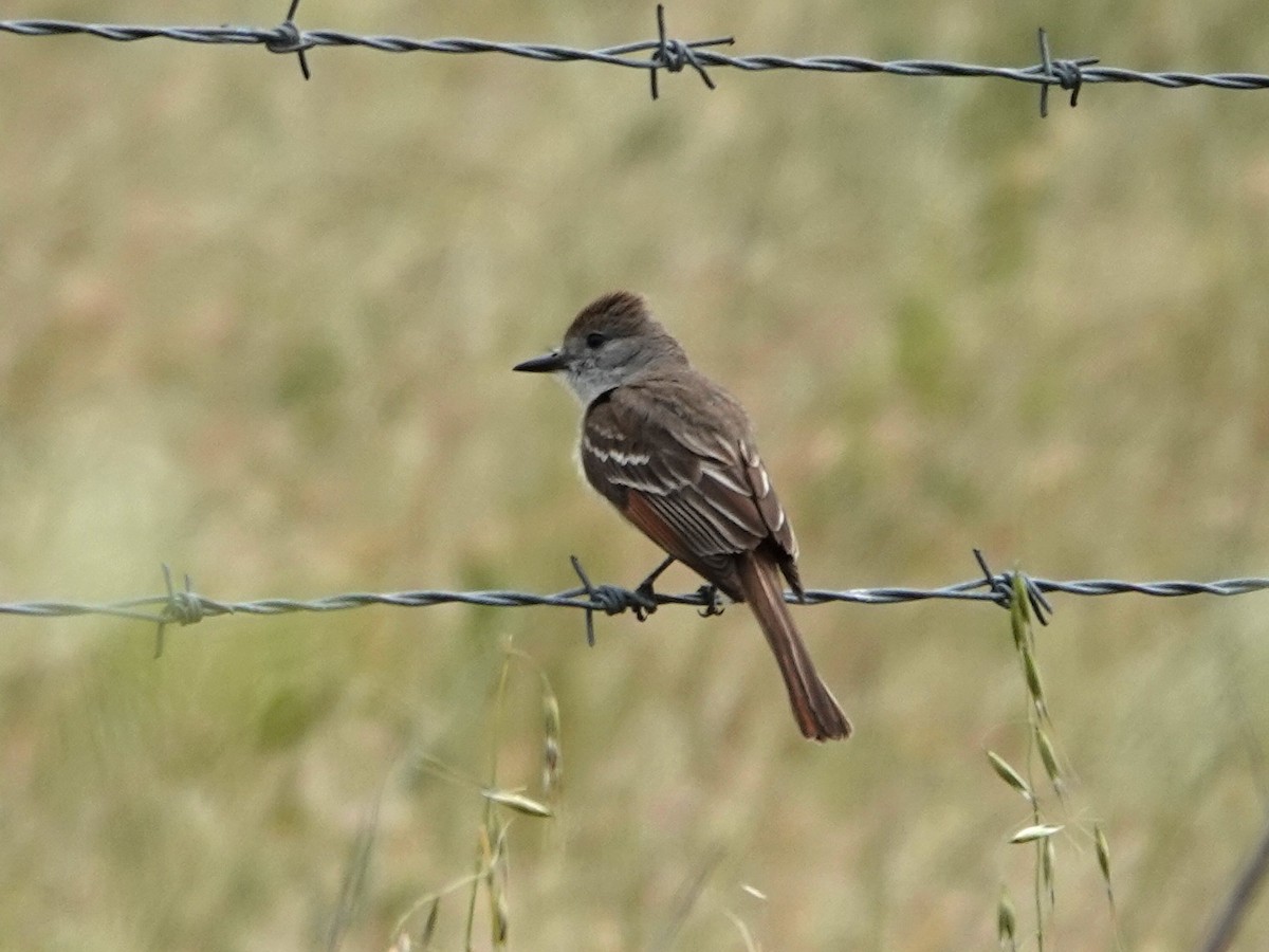 Ash-throated Flycatcher - Norman Uyeda