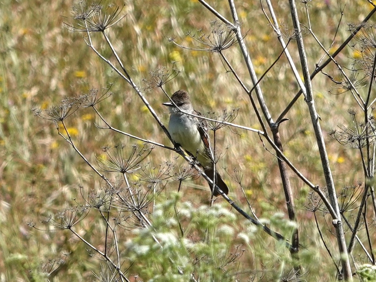 Ash-throated Flycatcher - Norman Uyeda