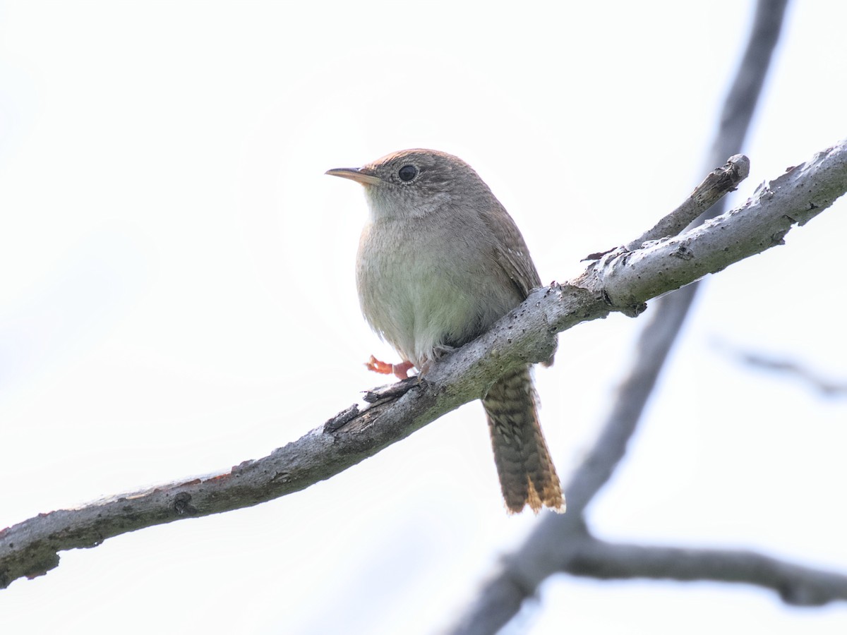 House Wren - Gihyun Yoo