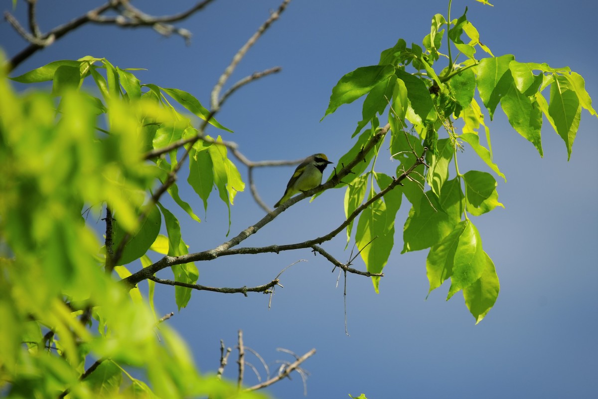 Golden-winged Warbler - Ian Langlois Vaillancourt