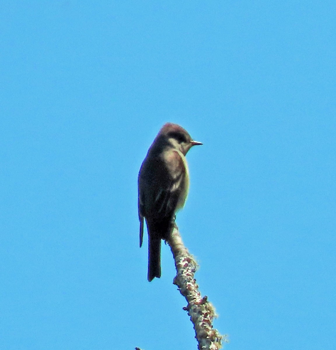 Western Wood-Pewee - Jim Scott