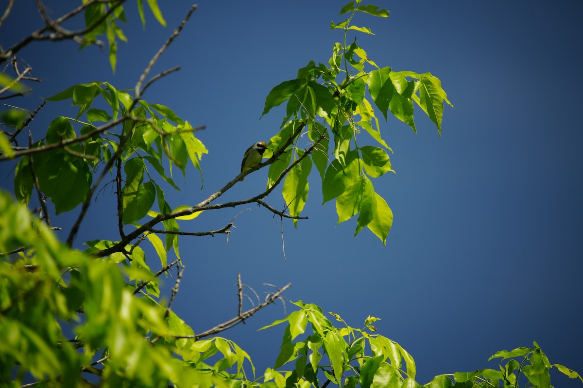 Golden-winged Warbler - Ian Langlois Vaillancourt