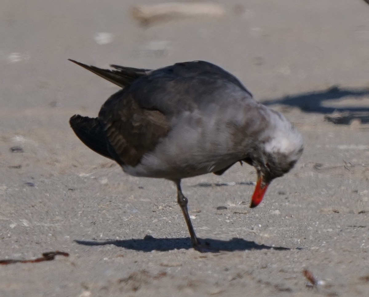 Heermann's Gull - ML619642956