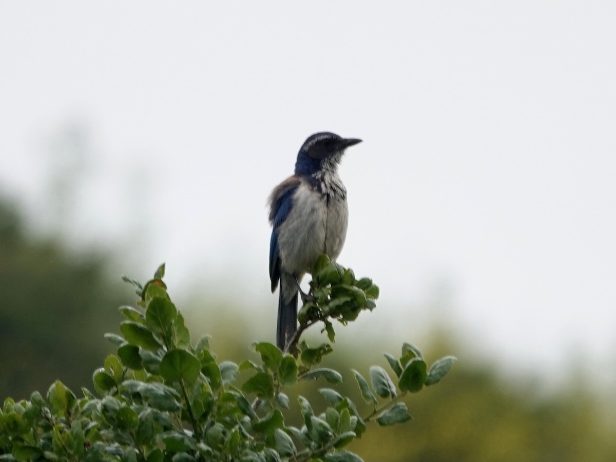 California Scrub-Jay - Norman Uyeda