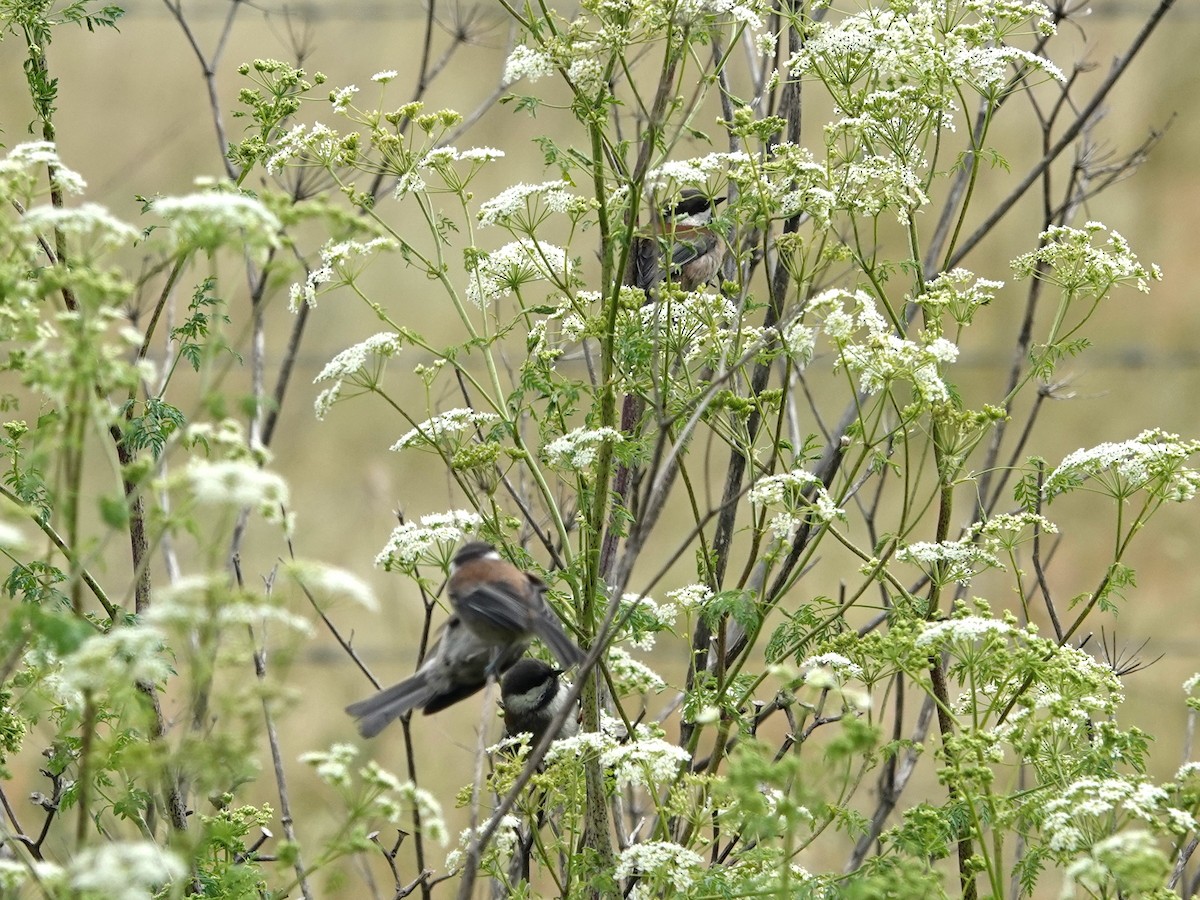 Chestnut-backed Chickadee - Norman Uyeda