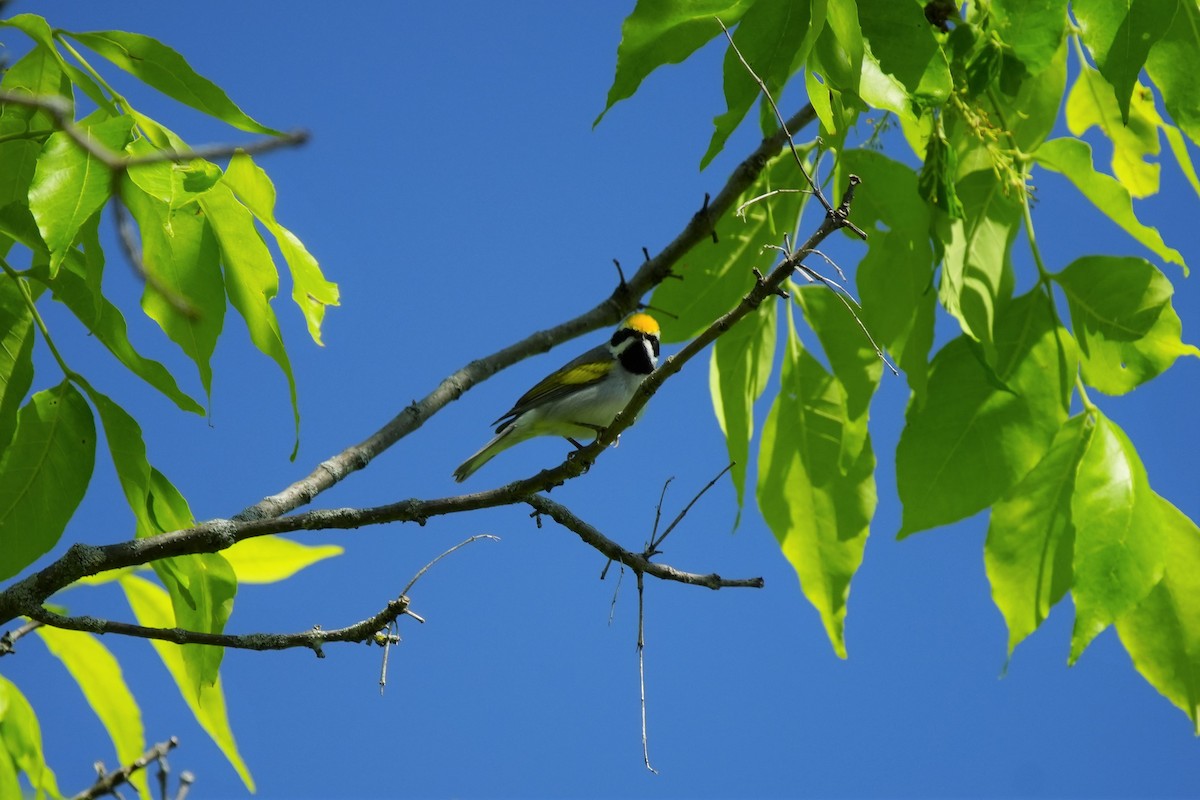 Golden-winged Warbler - Ian Langlois Vaillancourt