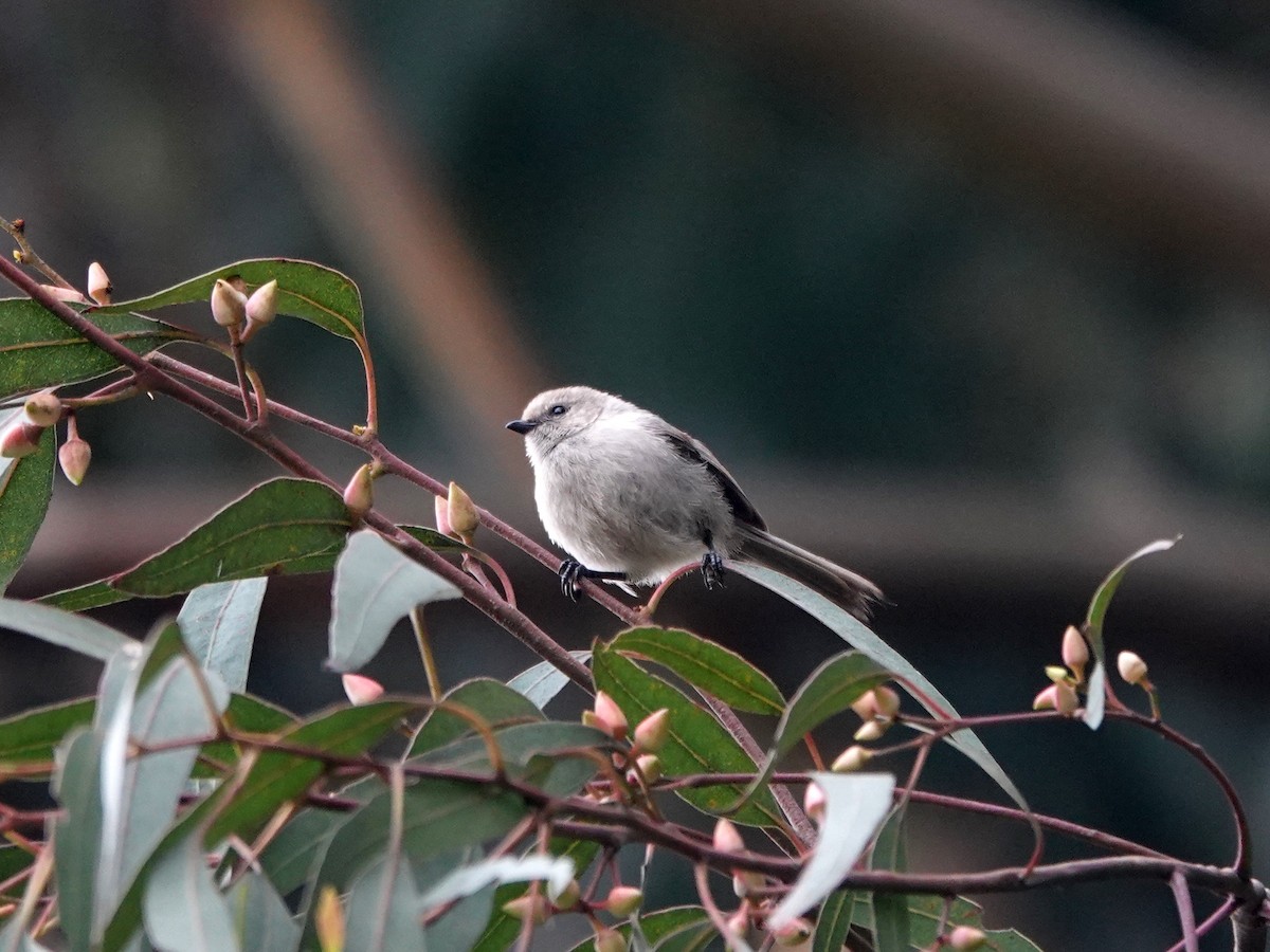 Bushtit - Norman Uyeda