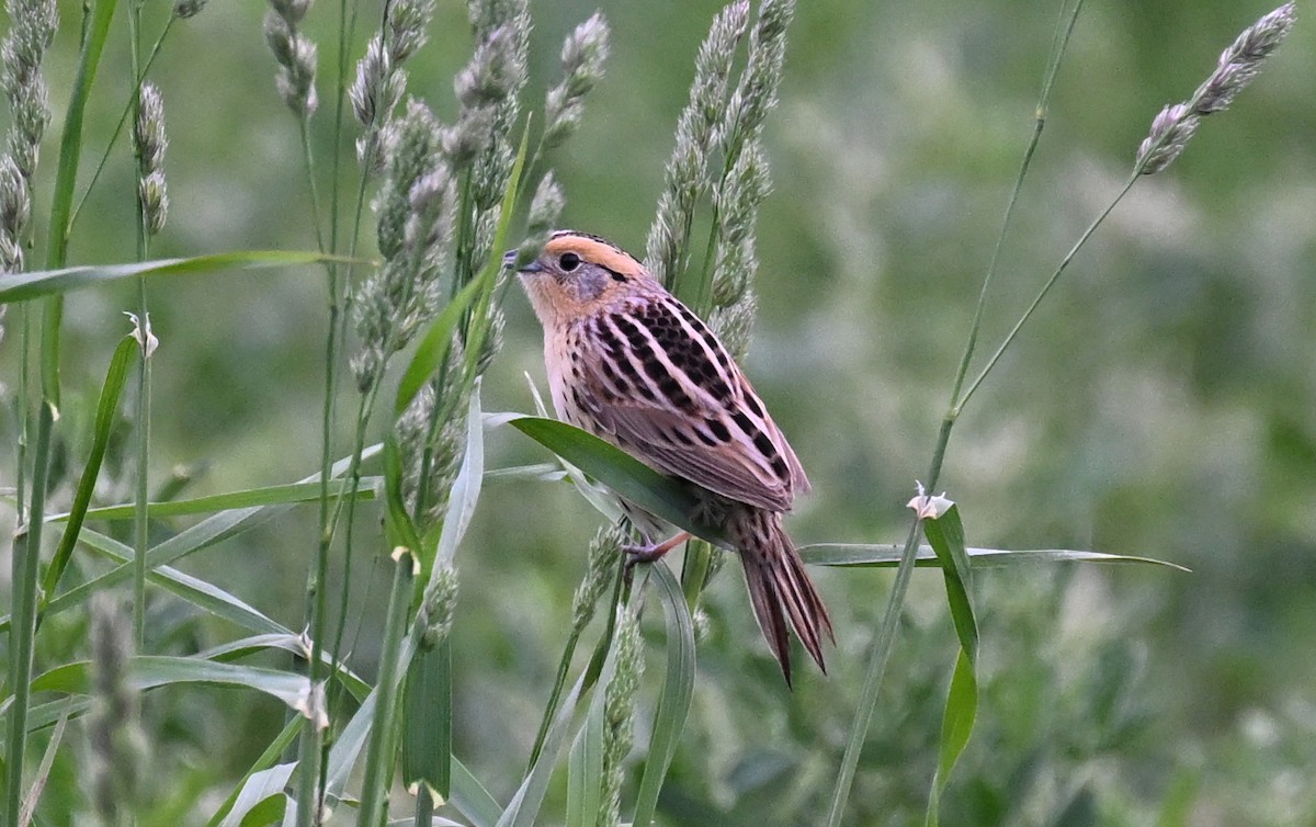 LeConte's Sparrow - ML619642969