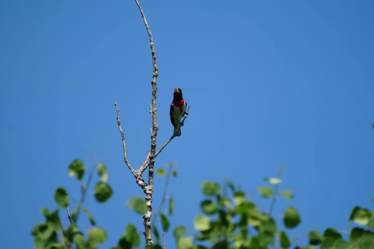 Rose-breasted Grosbeak - Ian Langlois Vaillancourt