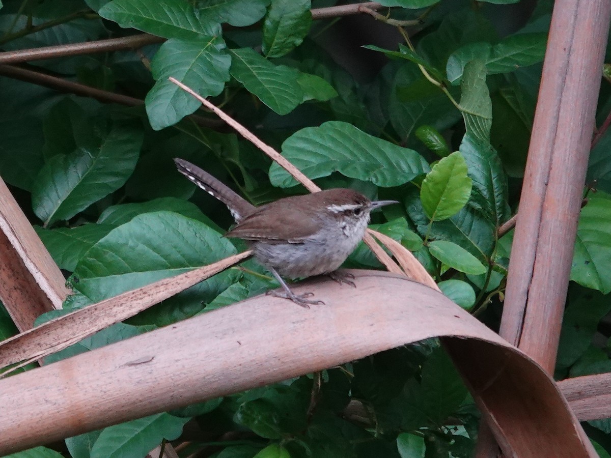 Bewick's Wren - Norman Uyeda