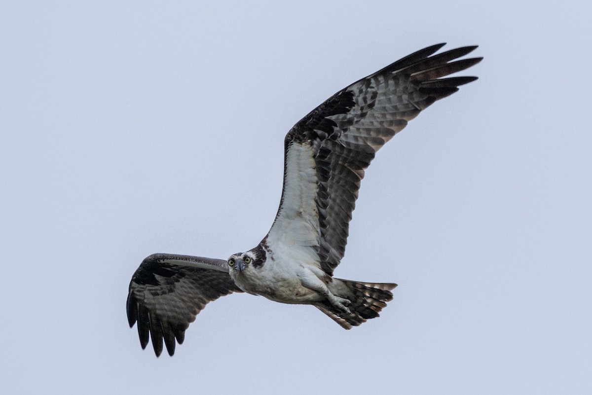 Osprey - Stinky Bird