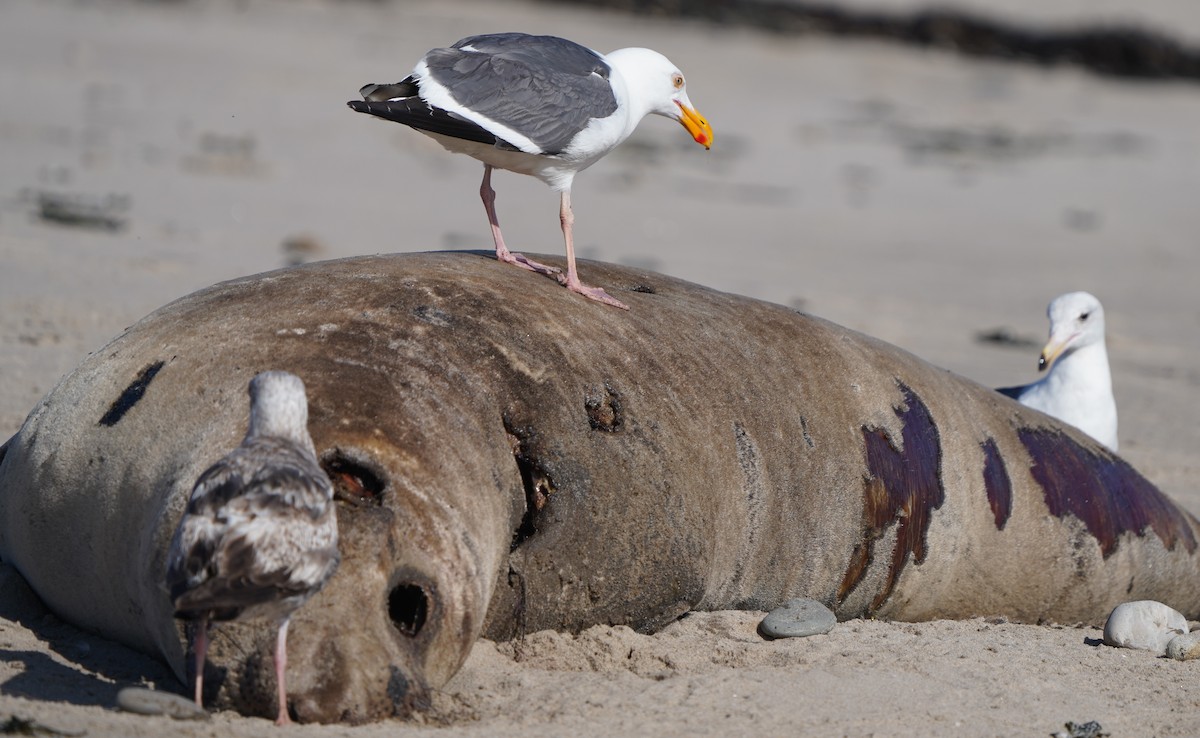 Western Gull - Richard Block