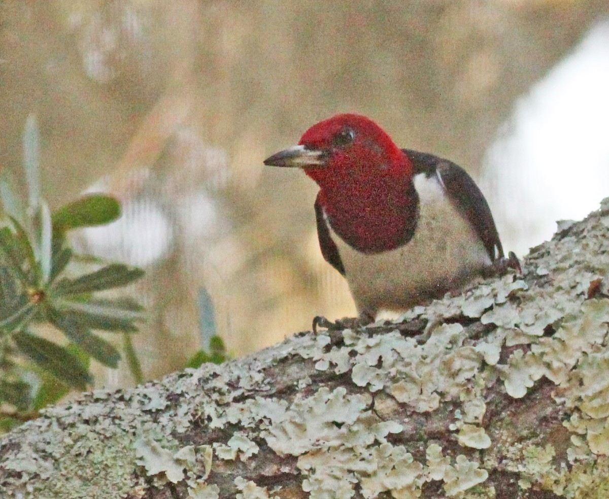 Red-headed Woodpecker - Deb Ahern