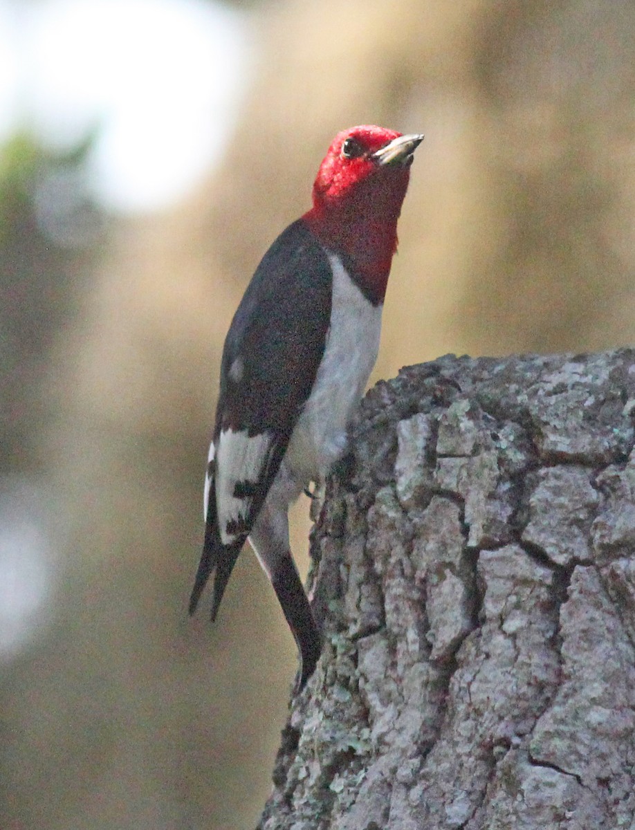 Red-headed Woodpecker - Deb Ahern