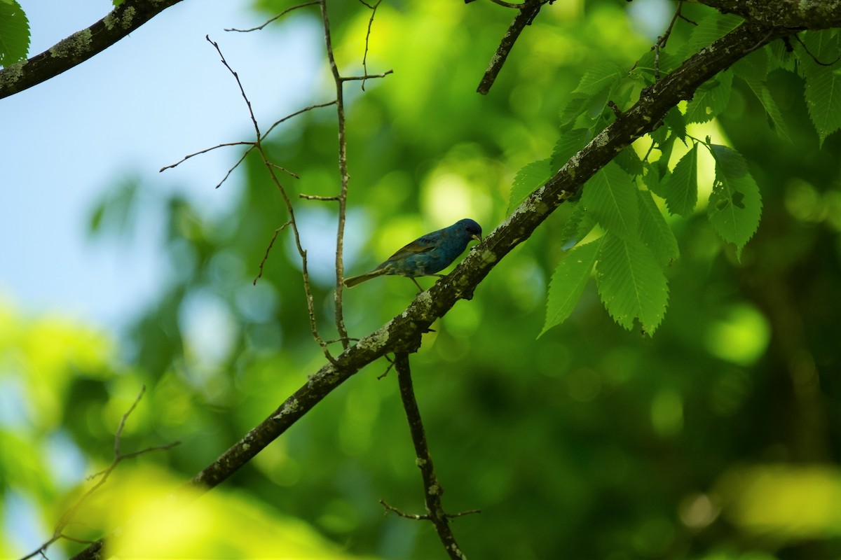 Indigo Bunting - Ian Langlois Vaillancourt