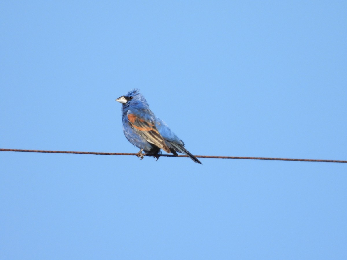 Blue Grosbeak - Christine Hogue